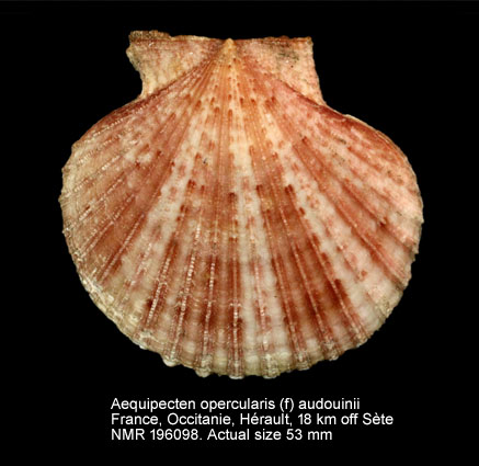 Aequipecten opercularis (f) audouinii (4).jpg - Aequipecten opercularis (f) audouinii(Payraudeau,1826)